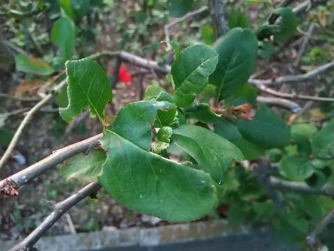 木瓜 挿し木方法と時期 植物の秘島