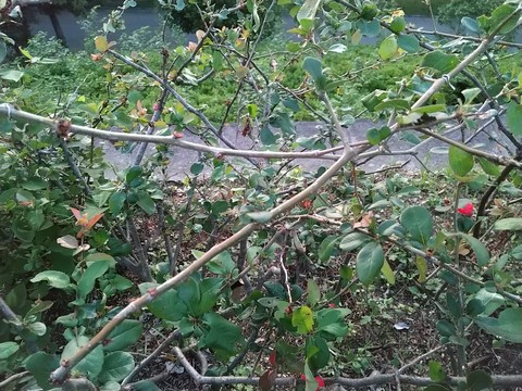 木瓜 挿し木方法と時期 植物の秘島