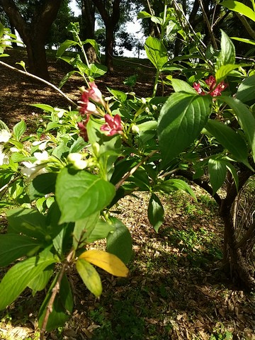 ハコネウツギ 花の形状