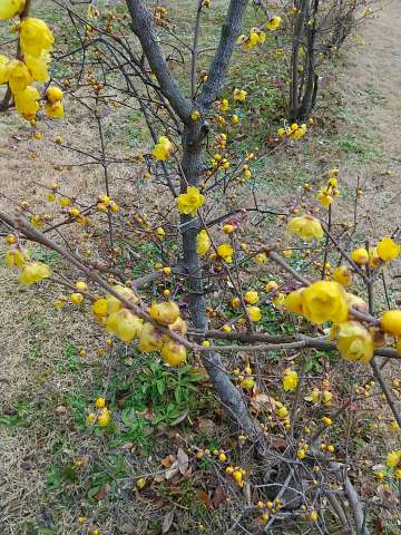 蝋梅の幹と花