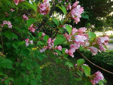 タニウツギ 花 写真