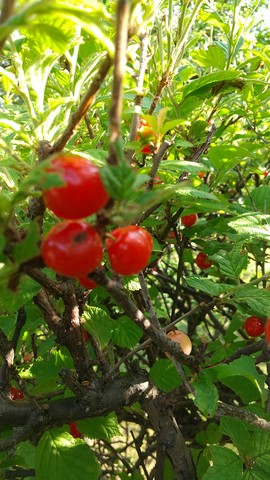 ユスラウメ 挿し木 種から実生 植物の秘島