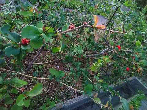 木瓜 挿し木方法と時期 植物の秘島