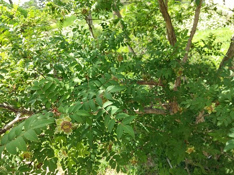 サンショウバラ 剪定や花言葉 実 植物の秘島