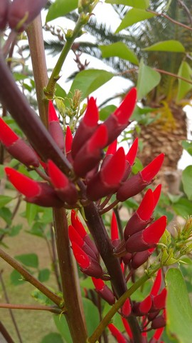 サンゴシトウ 挿し木と花 植物の秘島