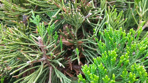 カイヅカイブキ 伐採方法と寿命 植物の秘島