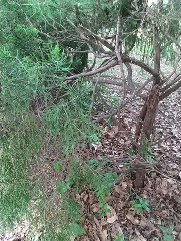 カイヅカイブキ 伐採方法と寿命 植物の秘島