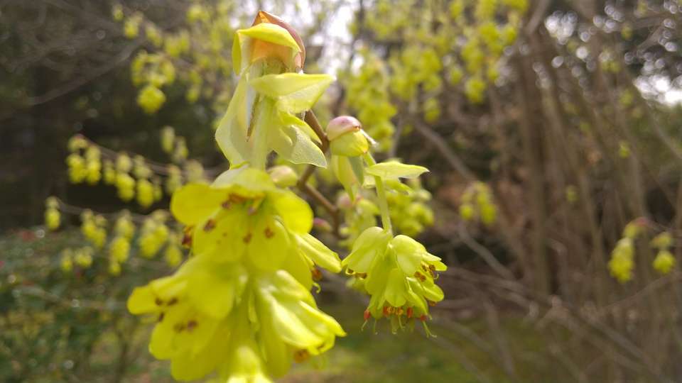 トサミズキ 花 拡大