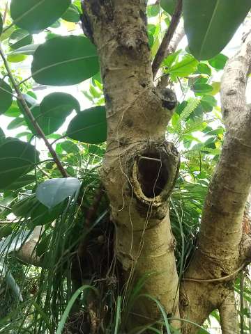 ゴムの木 挿し木 発根しないのは 植物の秘島