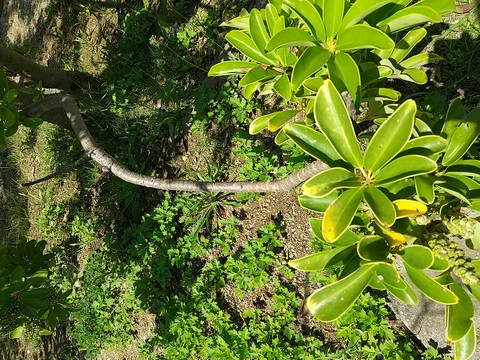 シェフレラ 葉が落ちる原因 植物の秘島