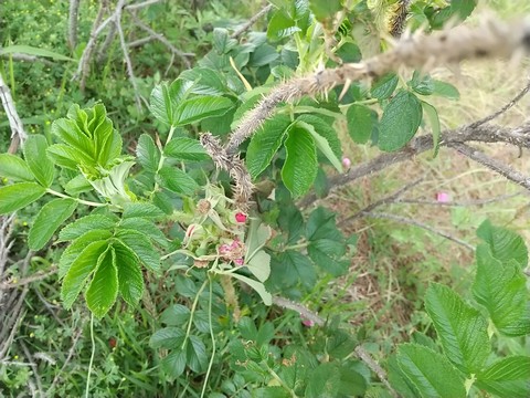 ハマナス 枝 画像