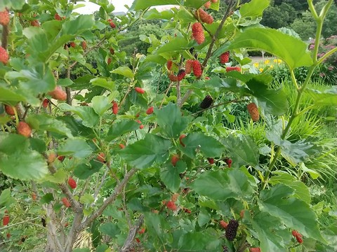 熟し始める桑の木の実