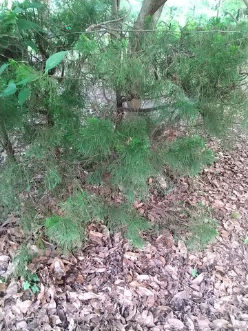 カイヅカイブキ 伐採方法と寿命 植物の秘島