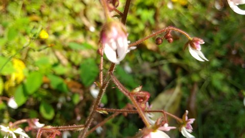 ユキノシタ 蕾から開花