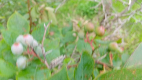 ブルーベリー 挿し木 ペット ボトル 植物の秘島