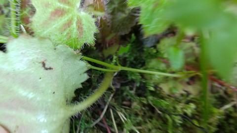 ユキノシタ 葉の裏 黄緑 画像