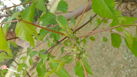 サンゴシトウ 挿し木と花 植物の秘島