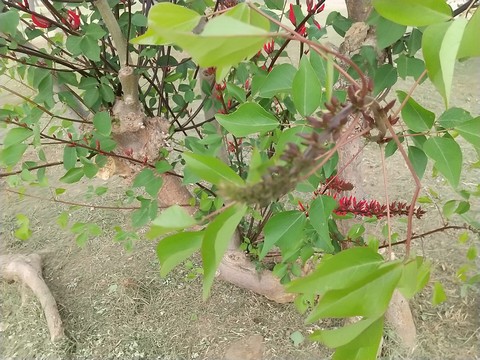 サンゴシトウ 挿し木と花 植物の秘島