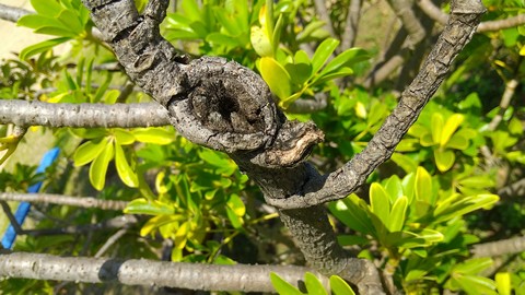 シェフレラ 葉が落ちる原因と病気 植物の秘島