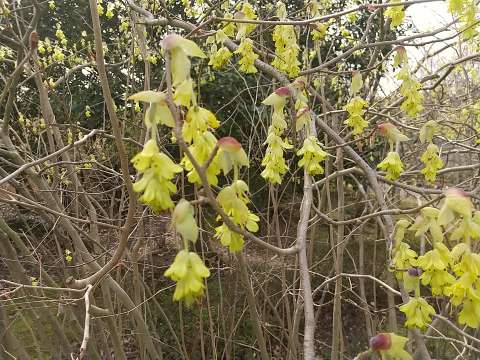 トサミズキ 枝と花