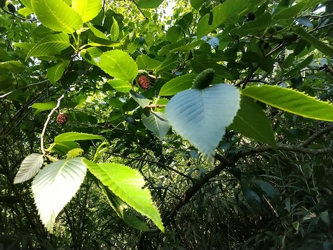 ヤシャブシ 実 新旧