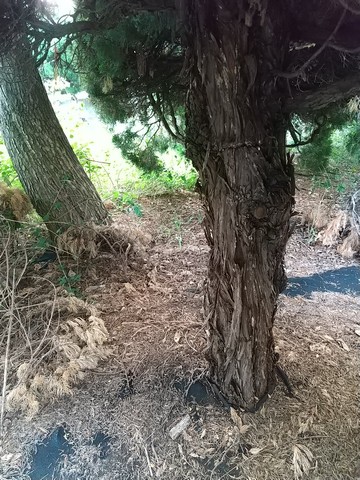 カイヅカイブキ 伐採方法と寿命 植物の秘島