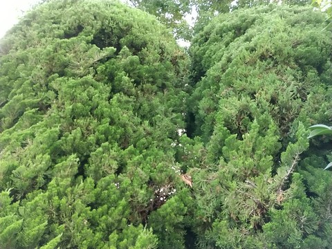 カイヅカイブキ 伐採方法と寿命 植物の秘島