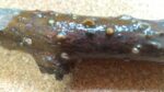 サルナシの挿し木 一晩で発根