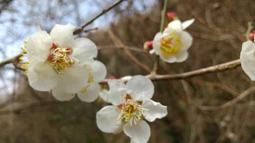 桜の前の時期咲く梅の花