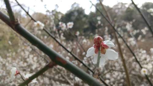 梅 緑色の枝