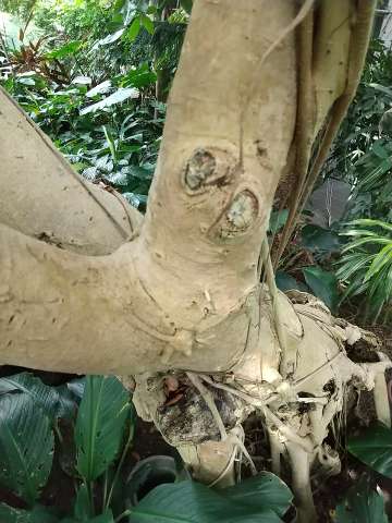 ガジュマル 挿し木 水差し 植物の秘島