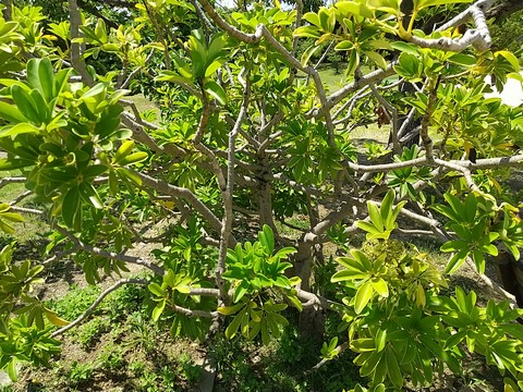 シェフレラ 地植え