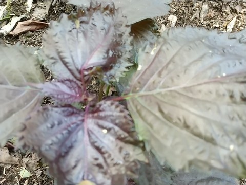 赤紫蘇 新芽の葉