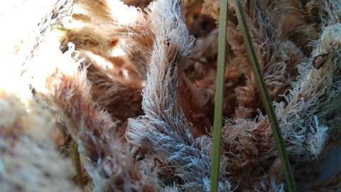 トキワシノブ もふもふとした根茎