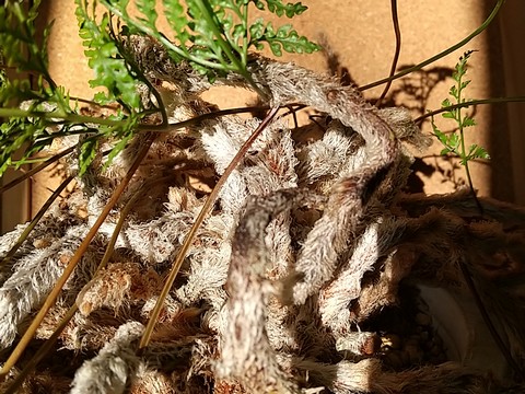 トキワシノブ根茎 タランチュラに似てる