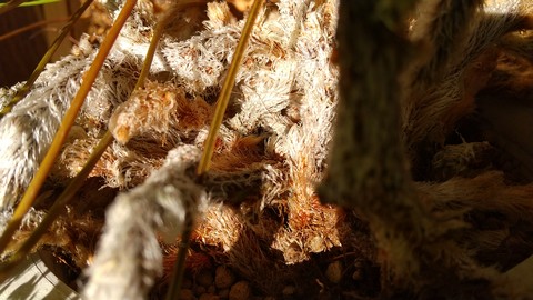 トキワシノブ 猫の手に似てる