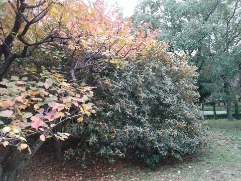 大阪城公園 金木犀1