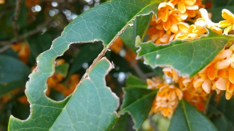 金木犀 植えてはいけない理由 植物の秘島