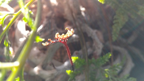 トキワシノブの新芽