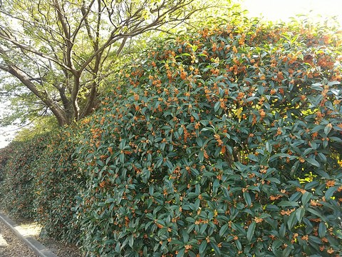 浜寺公園 金木犀2