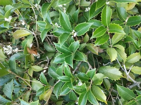 浜寺公園 ヒイラギ金木犀