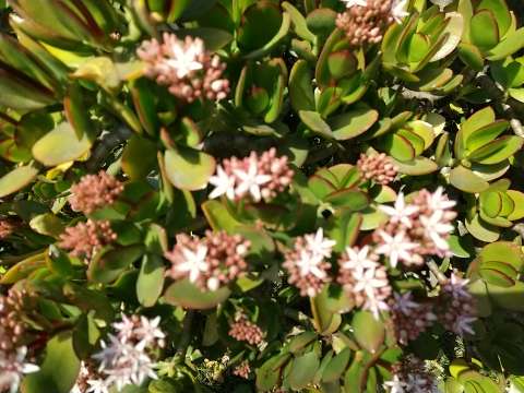 金のなる木 冬の終わりの花