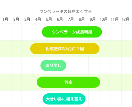 ウンベラータの幹を太くする年間スケジュール