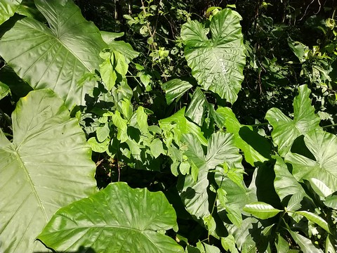 クワズイモ 大きくする方法 植物の秘島