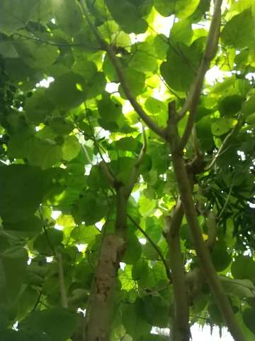 ウンベラータが伸びない 元気がない原因 植物の秘島