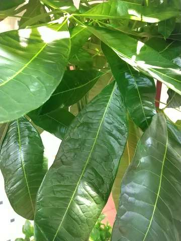 パキラ 日当たり どれぐらい 植物の秘島