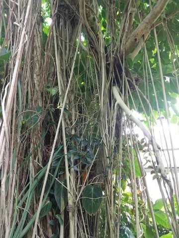 ガジュマルの木 大きくなる 植物の秘島