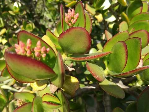 金のなる木 復活方法と根腐れ 植物の秘島