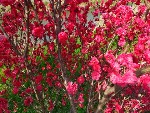 梅の木 花 赤 開花