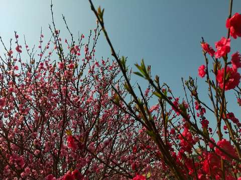 梅の木 新芽と花